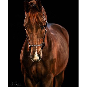 PREORDER Halter Young Horses 3 Row 