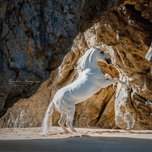 LUXURY DETAILS IN EQUESTRIAN PHOTOGRAPHY 