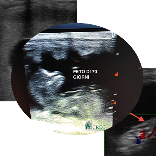 Management of the mare during pregnancy 