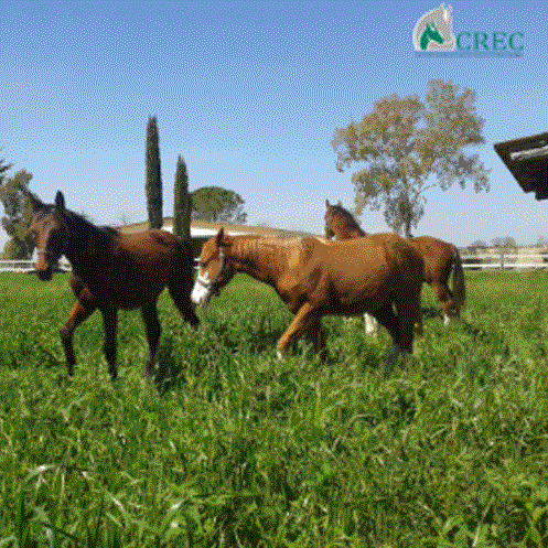  Foal weaning: a delicate band   